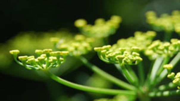Semillas de hinojo (foeniculum vulgare)