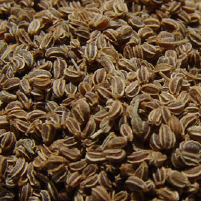 Semillas de apio (Apium graveolens)