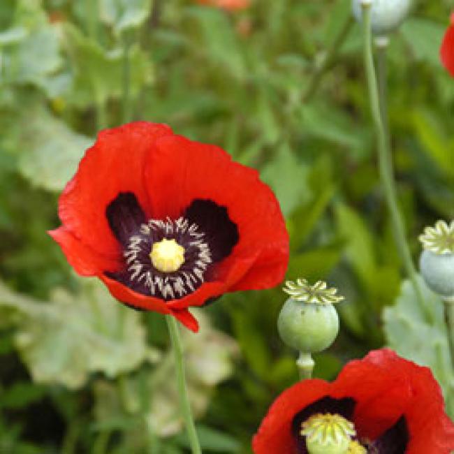 Semillas de amapola (Papaver somniferum)