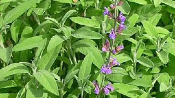 Salvia (salvia ojjicinalis)